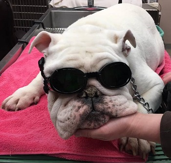 bull dog outfitted with protective googles